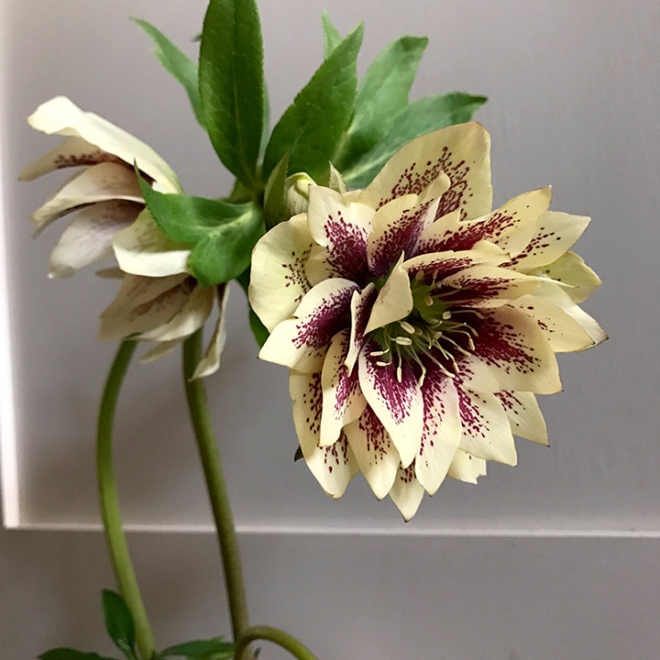 Speckled double Hellebore